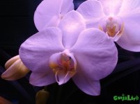 IMG_20160122_230642 - копия.jpg