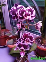 IMG_20160122_230707 - копия.jpg