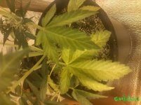 IMG_20160125_115521.jpg