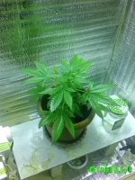 IMG_20160124_215036.jpg