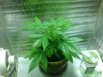 IMG_20160124_215043.jpg