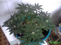 P270116_0911.jpg