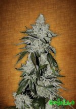 fastbuds-girl-scout-cookies.jpg fastbuds-girl-scout-cookies.jpg
