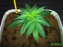 gras6 011.JPG gras6 011.JPG
