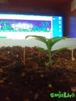 IMG_20160203_223709 - копия.jpg