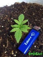 IMG_20160203_223750 - копия.jpg