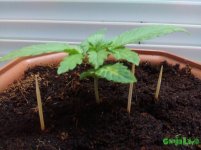 IMG_20160203_224113 - копия.jpg