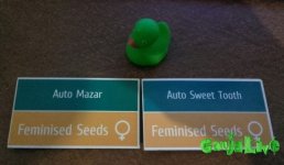MRMmAZ0G7ZE.jpg