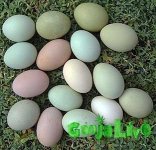 Ameraucana_-marans_3.jpg Ameraucana_-marans_3.jpg
