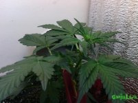 IMG_20160210_105955.jpg