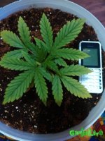 IMG_20160210_174814 - копия.jpg