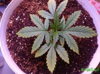 IMG_20160210_175944 - копия.jpg