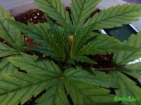 IMG_20160210_175011 - копия.jpg