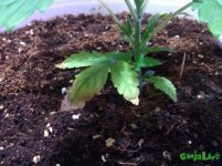 IMG_20160210_175020 - копия.jpg