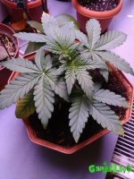 IMG_20160210_175918 - копия.jpg