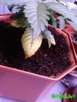 IMG_20160210_175908 - копия.jpg