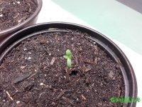 IMG_20160210_153303.jpg