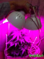 gras11 016.JPG gras11 016.JPG