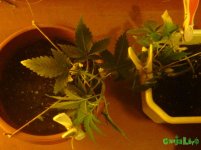 IMG_20160215_211513.jpg