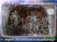 перед холодом копия.jpg