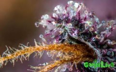 switch-from-metal-halides-to-hps-for-flowering-fact-or-fallacy.jpg