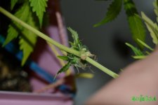 DSC_0307.JPG