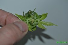 DSC_0309.JPG