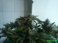 CAM00076.jpg