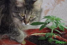 Без имени нл.jpg