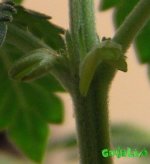 IMG_0190.jpg