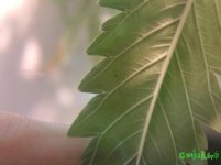 CAM02029.jpg