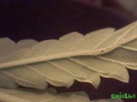 CAM02034.jpg