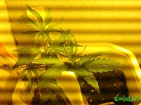 IMG_20160228_212452.jpg