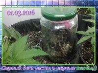 первые плоды копия.jpg