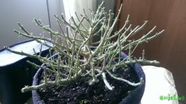 2016-03-05 13.07.32.jpg