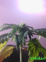 IMG_20160305_211315.jpg