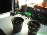 20160310_181726.jpg