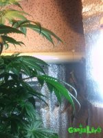 IMG_20160311_154554.jpg IMG_20160311_154554.jpg