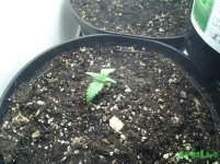 20160312_201304.jpg