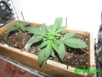 IMG_1234.jpg