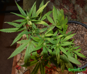 2016-03-13_102529.png