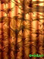 CAM02090.jpg