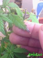IMG_20160316_211005.jpg