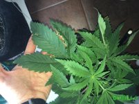 IMG_0254.JPG