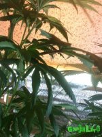 IMG_20160319_132243.jpg