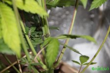 IMG_9725.JPG