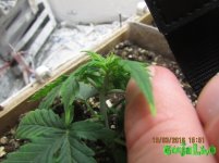 IMG_1249.jpg