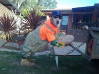 dog_house_help_01.jpg