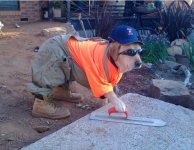 dog_house_help_02.jpg