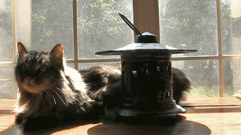 07.gif